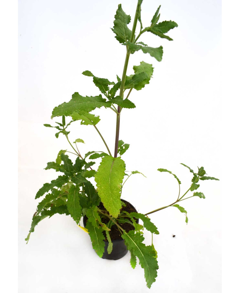 Salvia verbenácea