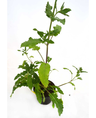 Salvia verbenácea
