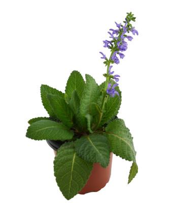 Salvia de los prados