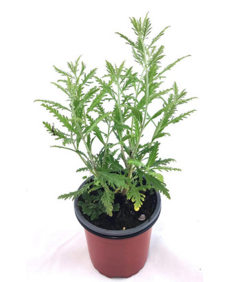 Salvia rusa