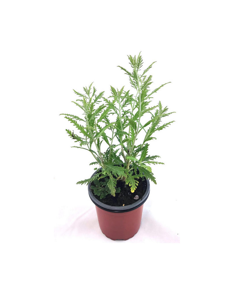 Salvia rusa