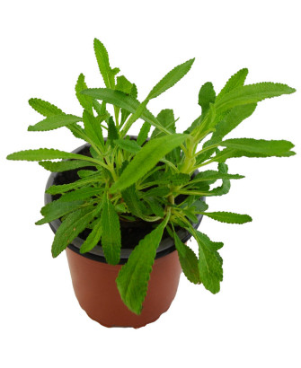 Salvia negra