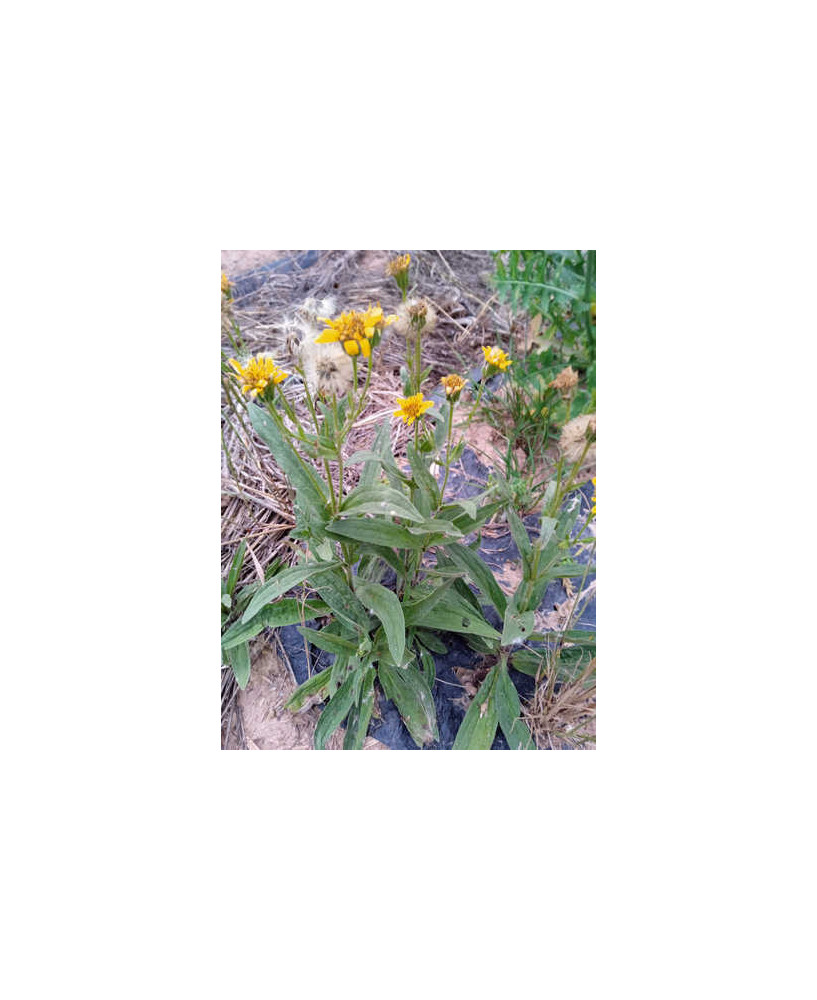 Árnica Americana
