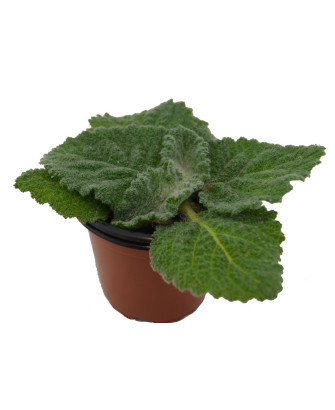 Salvia blanca argéntea