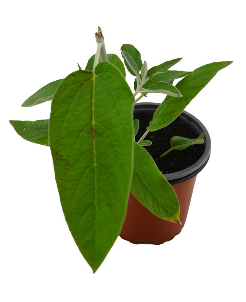 Salvia de Perú