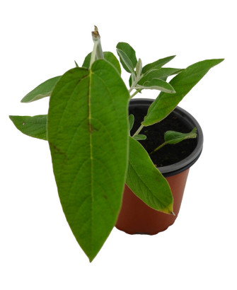 Salvia de Perú