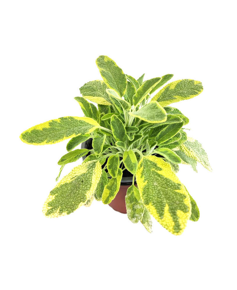 Salvia officinallis icterina
