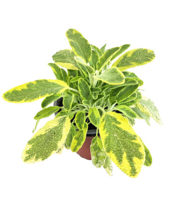 Salvia officinallis icterina