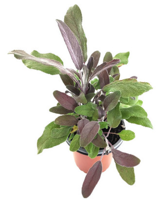 Salvia officinallis púrpura