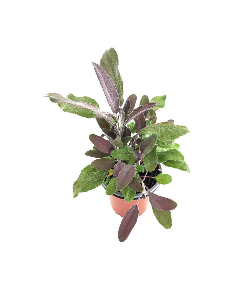 Salvia officinallis púrpura