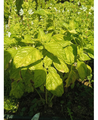 Albahaca monstruosa Mamut, tipo Pesto