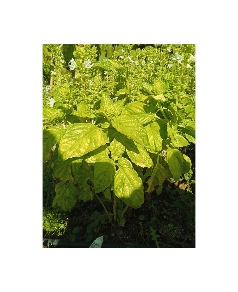 Albahaca monstruosa Mamut, tipo Pesto