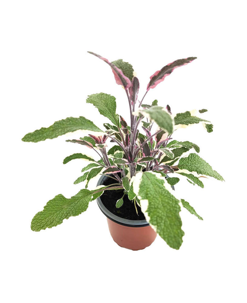 Salvia officinallis tricolor