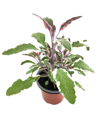Salvia officinallis tricolor