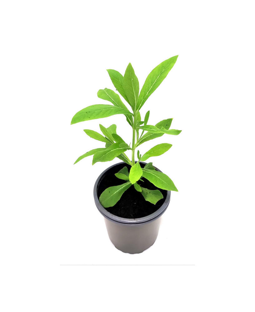 Salvia somaliensis