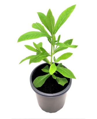 Salvia somaliensis