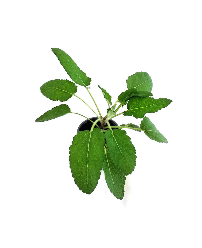Salvia de Transilvania