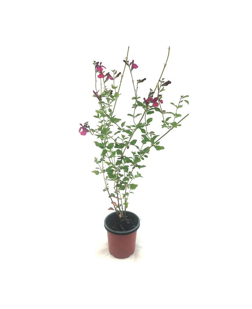Salvia hoja pequeña rosa/blanca