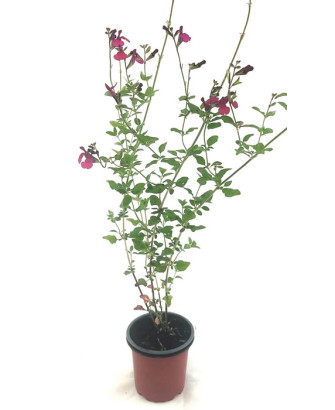 Salvia hoja pequeña rosa/blanca