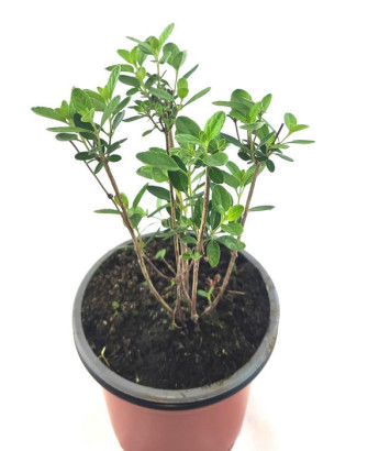 Salvia hoja pequeña violeta