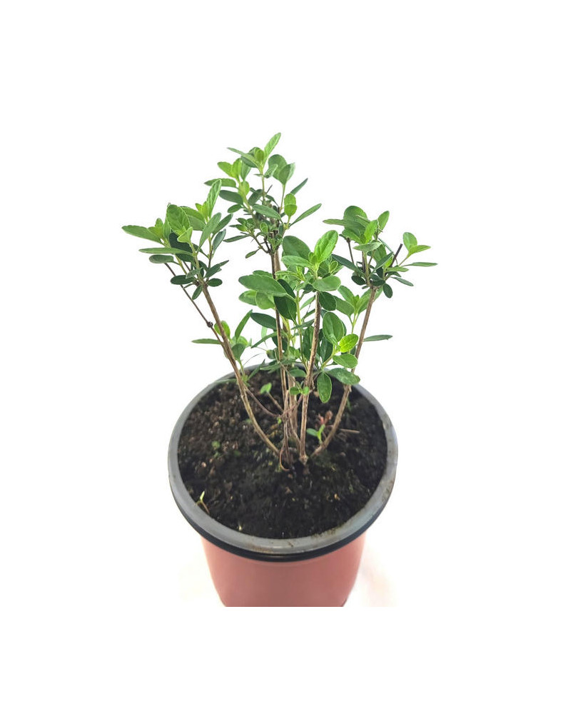 Salvia hoja pequeña violeta
