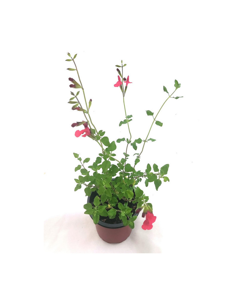 Salvia hoja pequeña rojo/blanca