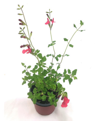 Salvia hoja pequeña rojo/blanca