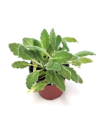 Salvia Etíope