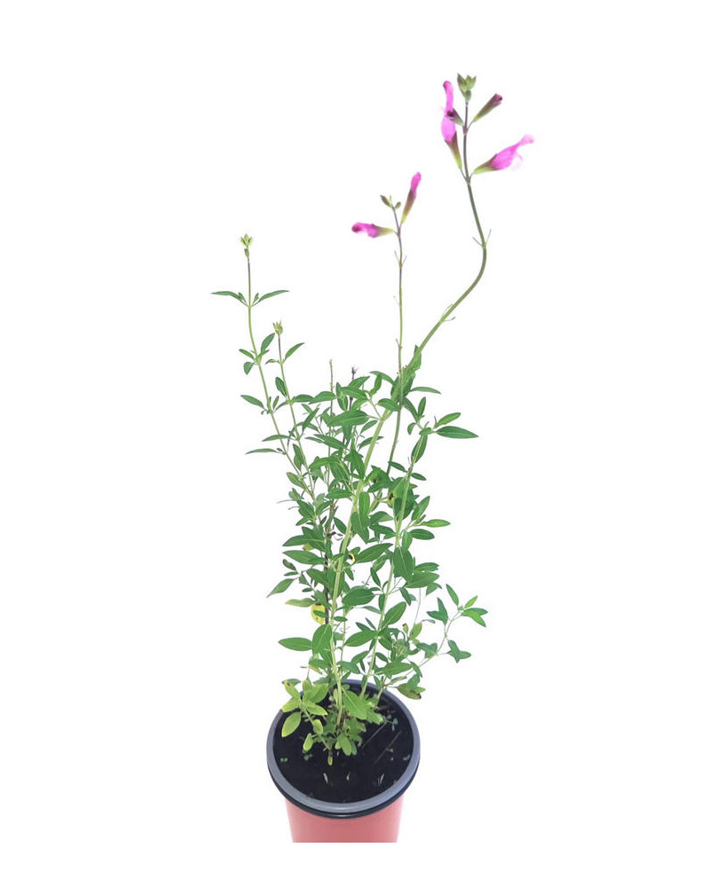 Salvia hoja pequeña rosa claro / blanco