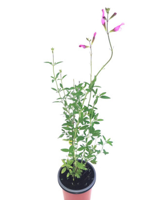 Salvia hoja pequeña rosa claro / blanco