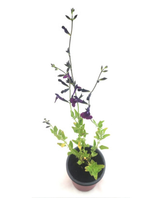 Salvia hoja pequeña blanco / violeta