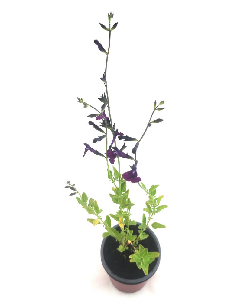Salvia hoja pequeña blanco / violeta