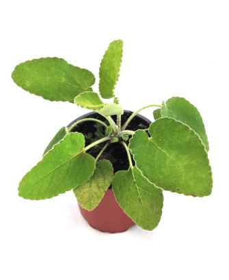 Salvia turca