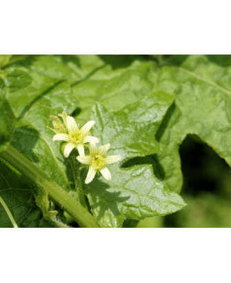 Bryonia dioica
