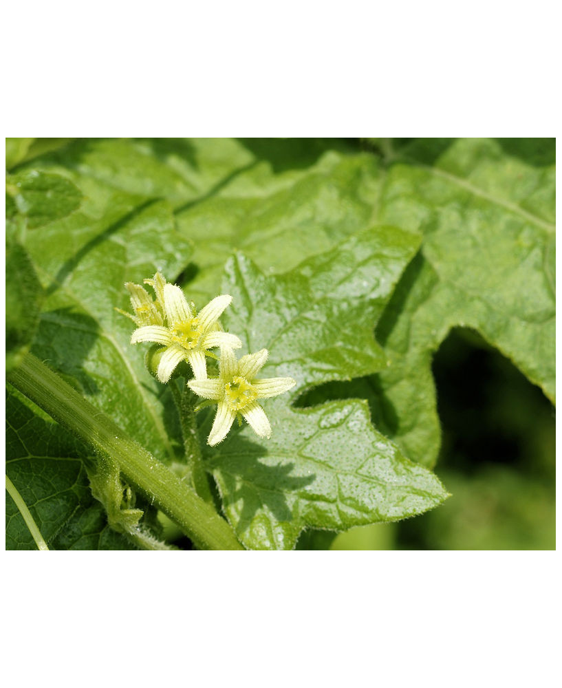 Bryonia dioica