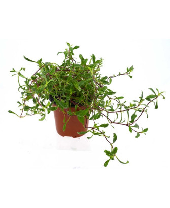 Saponaria