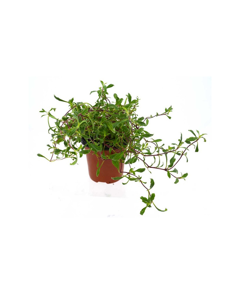 Saponaria