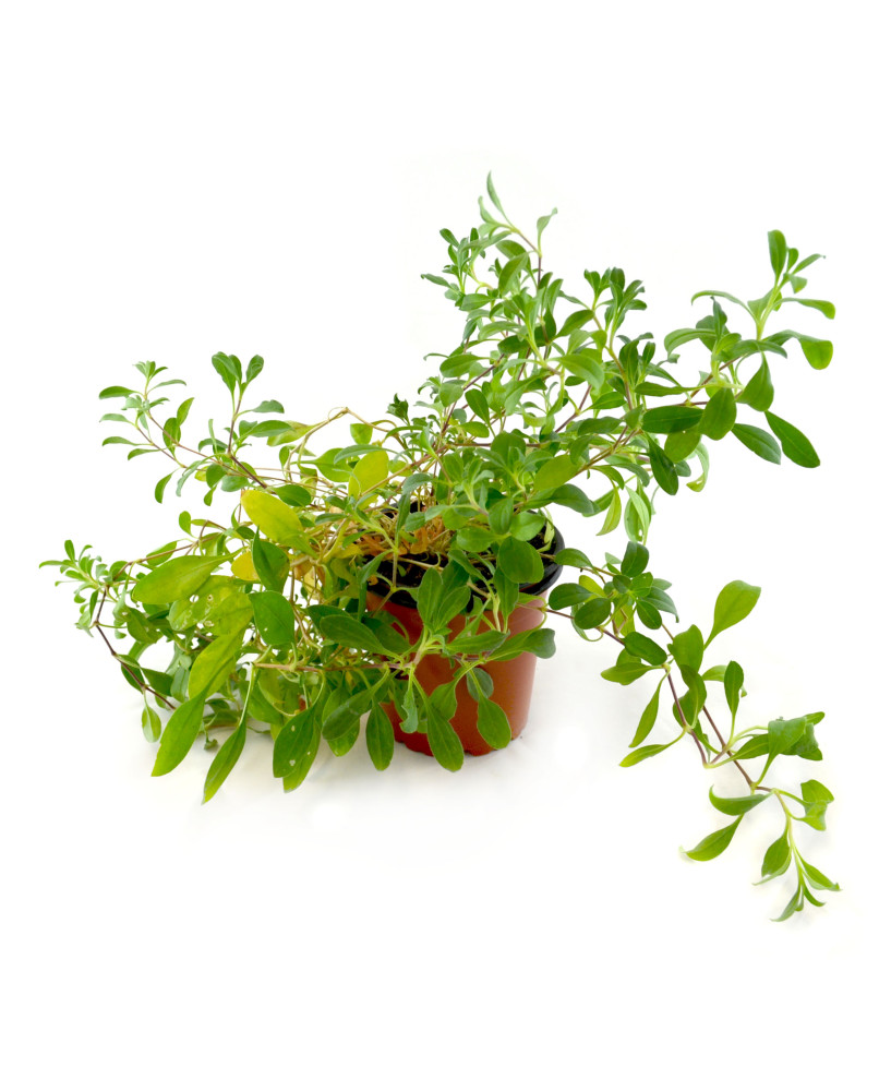 Saponaria pequeña