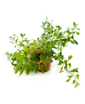 Saponaria pequeña