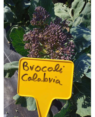 Brócoli verde Calabria