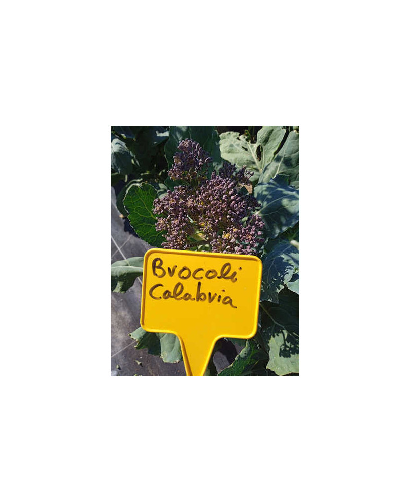 Brócoli verde Calabria