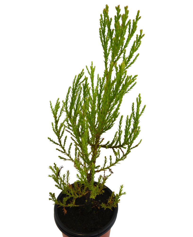 Sequoia grande