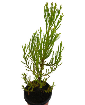 Sequoia grande