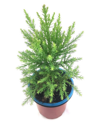 Sequoia metasequoya