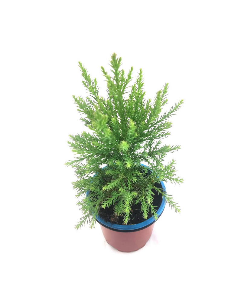 Sequoia metasequoya