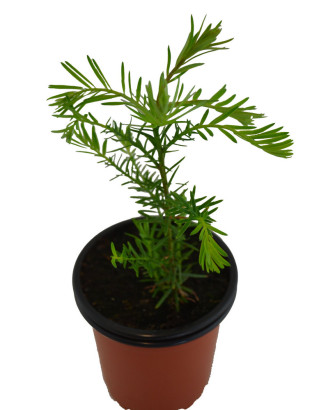 Sequoia roja