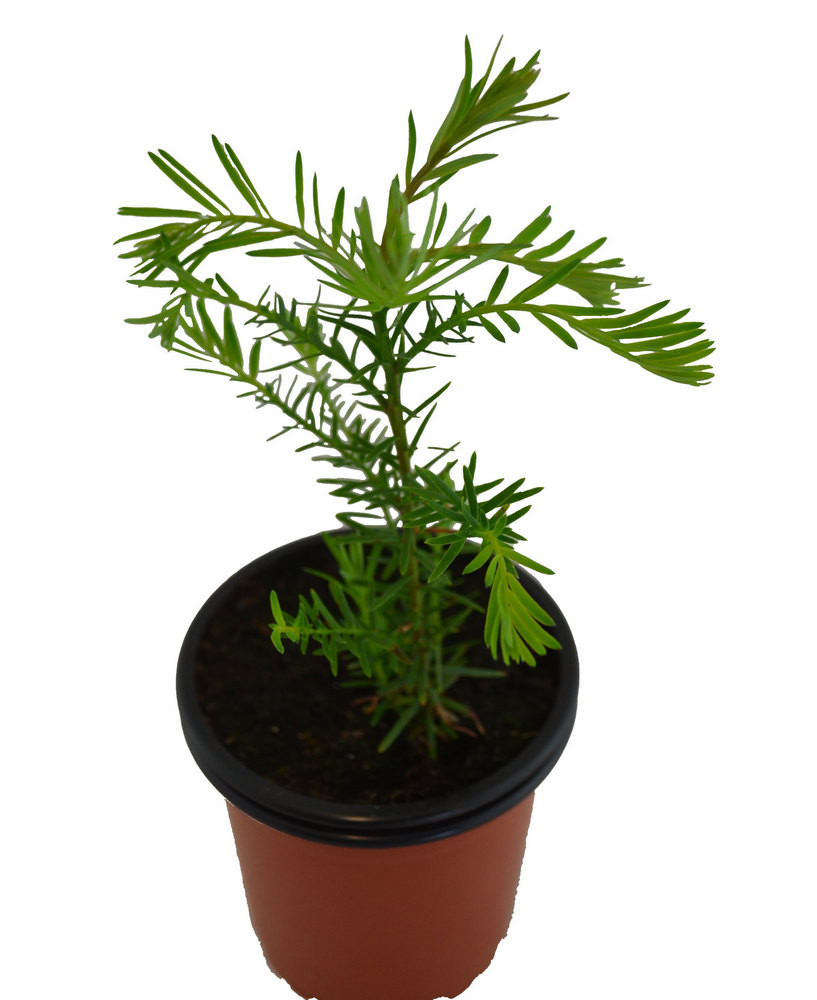 Sequoia roja