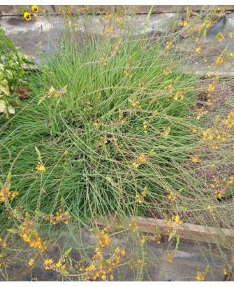 Bulbine frutescens