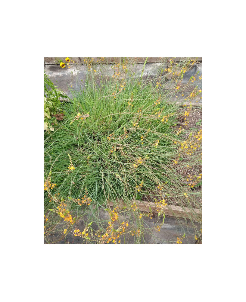 Bulbine frutescens