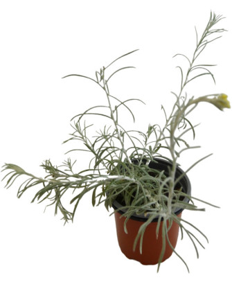 Siempreviva italicum olor curry